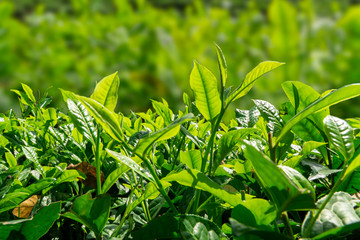 Close up green tea bud and leaves blur background tea plantations in spring