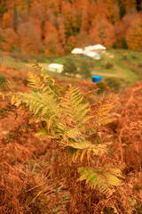 autumn leaves