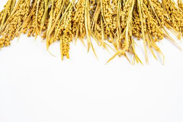 A row of golden yellow rice ears spread out on a white background