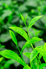 Close up green tea bud and leaves blur background tea plantations in spring
