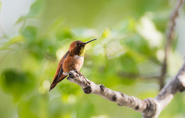 Rufous hummingbird