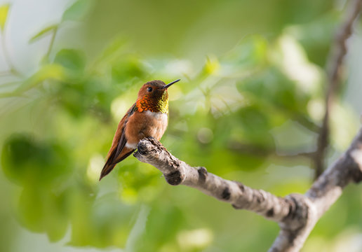 Rufous Hummingbird