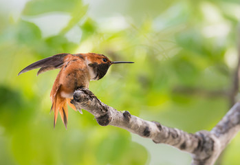 Rufous hummingbird