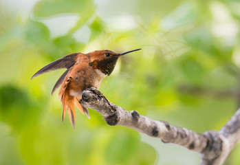 Rufous hummingbird