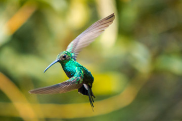 hummingbird flying en the forest in Minca, Colombia