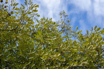 Backgrounds Green leaves and beautiful sky