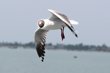 The black-headed gull is a small gull that breeds in much of Europe and Asia, and also in coastal eastern Canada. Most of the population is migratory and winters further south