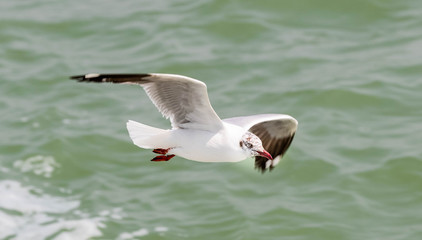 The black-headed gull is a small gull that breeds in much of Europe and Asia, and also in coastal eastern Canada. Most of the population is migratory and winters further south
