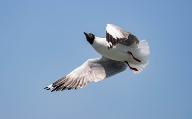 The black-headed gull is a small gull that breeds in much of Europe and Asia, and also in coastal eastern Canada. Most of the population is migratory and winters further south