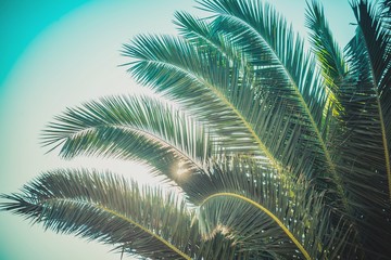Fototapeta na wymiar Close up of green palm leaf with sun rays breaking through.