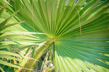 Fototapeta na wymiar Close up of green palm leaf.