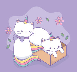 cute cats with rainbow tail and carton box kawaii characters