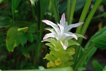 Elegant and not vulgar Turmeric flower (Curcuma longa)