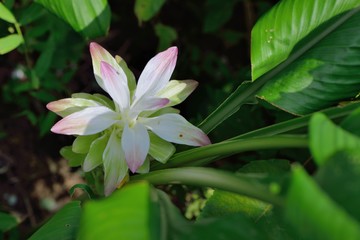 Elegant and not vulgar Turmeric flower (Curcuma longa)