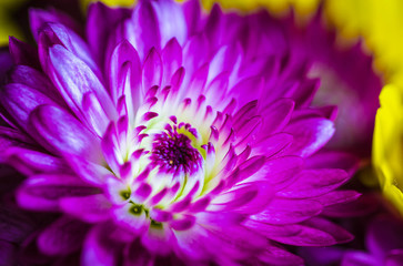 closeup of purple flower