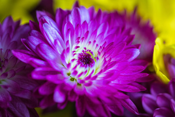 purple cosmos flower