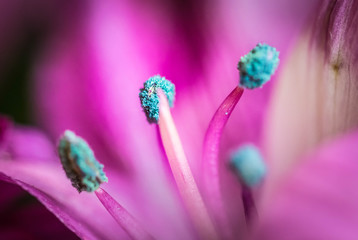 closeup of purple flower