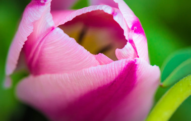 closeup of pink tulip