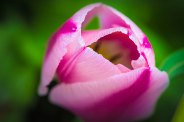 pink tulip