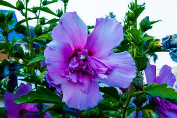 purple mallow flowers and buds in the garden in the afternoon