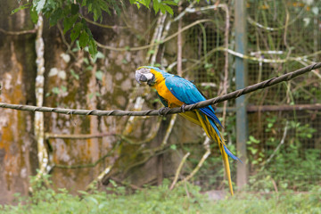 Colourful Parrot at the Zoo, Borneo