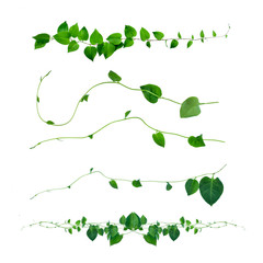 various kinds of heart-shaped twisted leaves isolated on white background