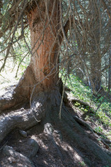 the roots of a large spruce tree