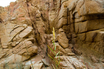 a lone plant in the middle of the sinai desert mountains 