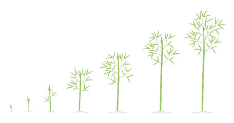 Bamboo growth stages. Bamboos ripening period progression. Bambusa life cycle animation plant phases development. Bambos with roots. Green leaves and stalk.