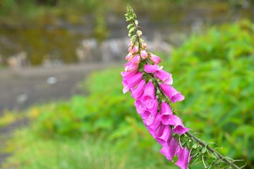 Foxglove flower in the wild in the spring