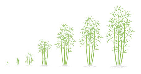 Bamboo bush growth stages. Clumping bamboos ripening period progression. Bambusa bambos tree life cycle animation plant phases. With roots. Green leaves.