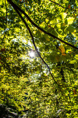 autumn leaves