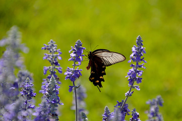 サルビアの蜜を吸う雌のジャコウアゲハ