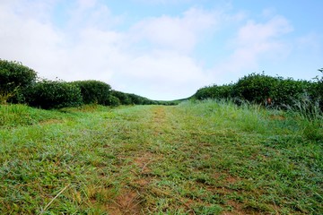 Pathways in the green tea field with blue sky and cloud in the morning at Thailand, Ecological Concept