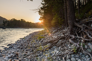 Sunset on the Katun river, Altai, Russia. In the foreground are tree roots and stones.