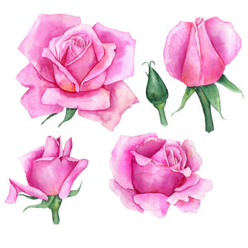 watercolor drawing flowers of rose