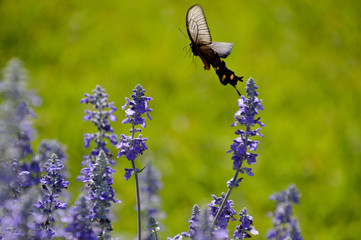 サルビアの花の周りを飛ぶジャコウアゲハ（雌）