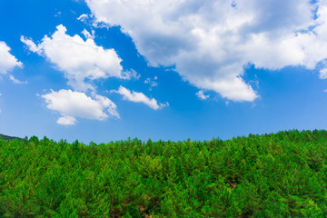 Natural park with forest and blue sky. Spring season