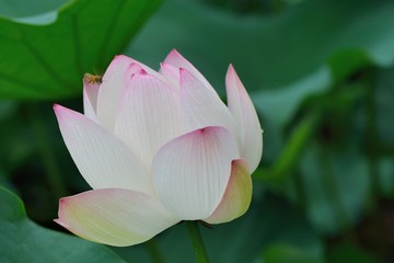 Pink water lily flower (lotus) background