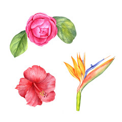 watercolor drawing exotic flowers