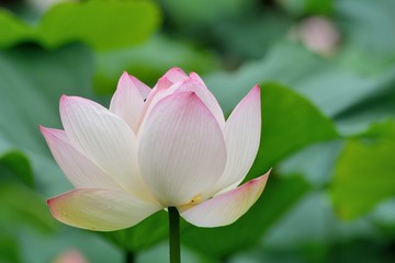 Pink water lily flower (lotus) background