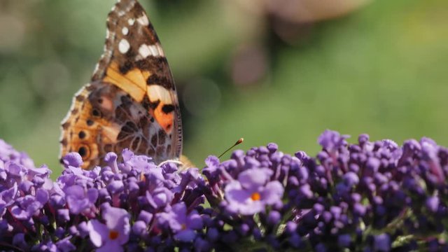 Butterfly sitting on butterfly bush (Buddleja) and drinking nectar from flowers, close up
