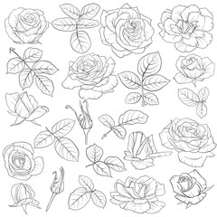 vector drawing flowers of roses