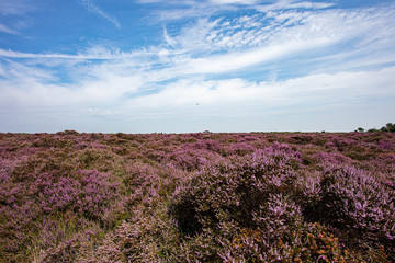 Fototapeta premium The Purple Heather on Dunwich Heath Suffolk UK
