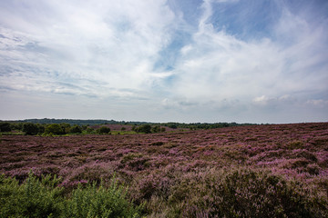 Fototapeta na wymiar The Purple Heather on Dunwich Heath Suffolk UK