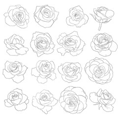 vector drawing flowers of roses