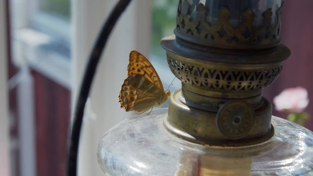 Butterfly sittning on oillamp inside