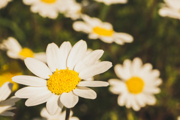 Obraz na płótnie Canvas Daisy (chamomile) flower. Nature background.