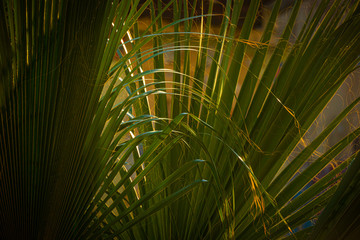 Palm tree leaves background at sunset