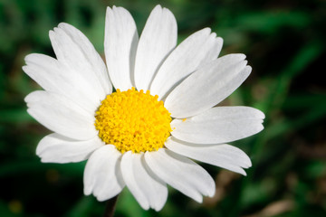 Fototapeta premium Daisy (chamomile) isolated and amazing texture detail from nature. Natural background.